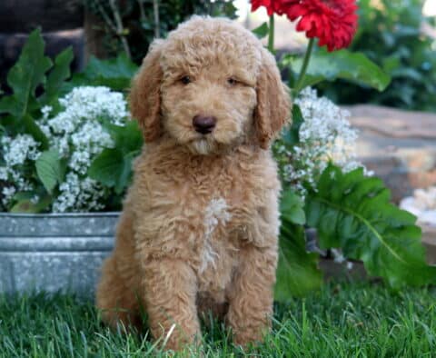 Apricot Poodle puppy with a small white patch on its chest sitting on green grass in front of white flowering plants and red blooms in a metal planter.