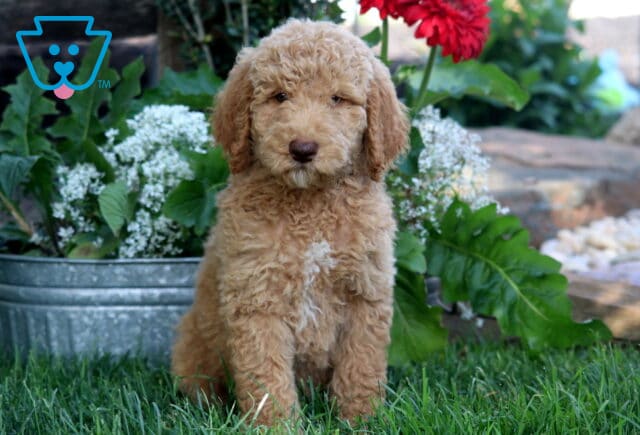 Apricot Poodle puppy with a small white patch on its chest sitting on green grass in front of white flowering plants and red blooms in a metal planter. image
