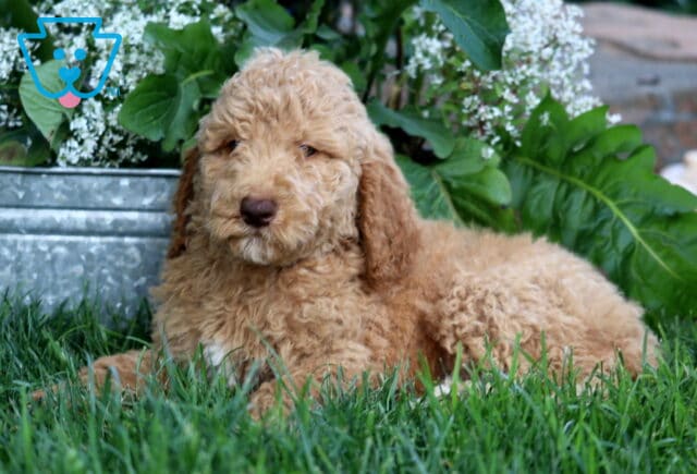 Apricot Poodle puppy resting in green grass in front of a galvanized metal planter filled with lush green leaves and small white flowers. image