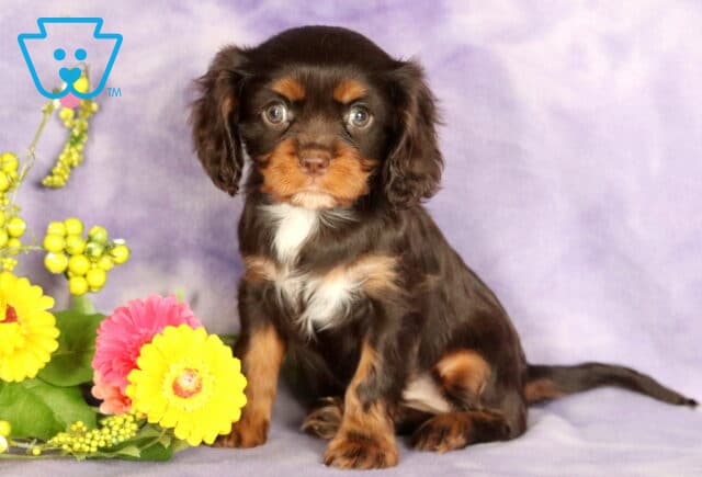 Adorable Cavalier King Charles Spaniel puppy with a shiny chocolate and tan coat and a white patch on the chest, sitting alertly on a lavender backdrop beside bright yellow and pink flowers with green berries. image