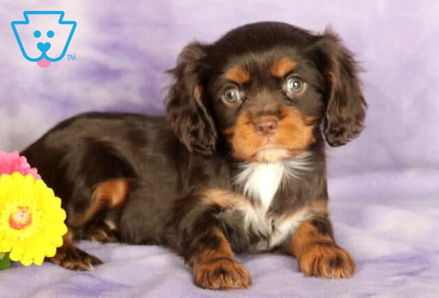 Sweet Cavalier King Charles Spaniel puppy with a silky chocolate and tan coat, white chest patch, and soulful eyes, lying on a soft lavender blanket next to a pink and yellow daisy. image