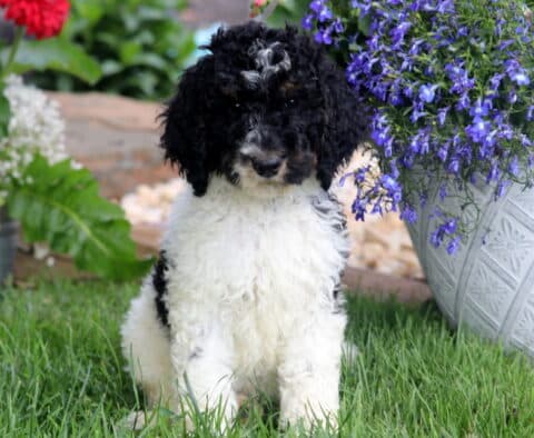 Black and white Poodle puppy with curly fur sitting on lush green grass next to a large white planter overflowing with vibrant purple flowers.