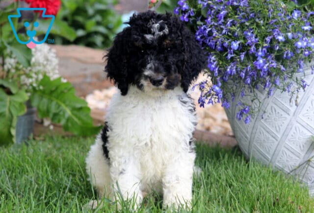 Black and white Poodle puppy with curly fur sitting on lush green grass next to a large white planter overflowing with vibrant purple flowers. image