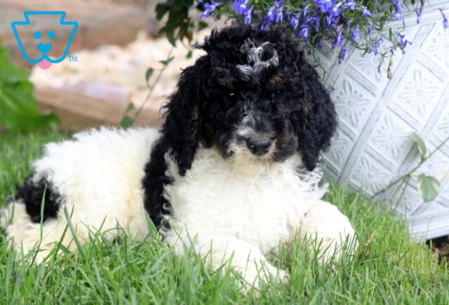Black and white Poodle puppy lying in green grass with a relaxed pose, next to a large white patterned planter overflowing with vibrant purple flowers. image