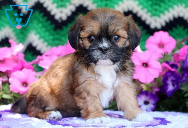 Sweet-faced Cava Tzu puppy with a fluffy brown and black coat and white chest, sitting in front of a colorful floral arrangement and green zigzag blanket backdrop. image