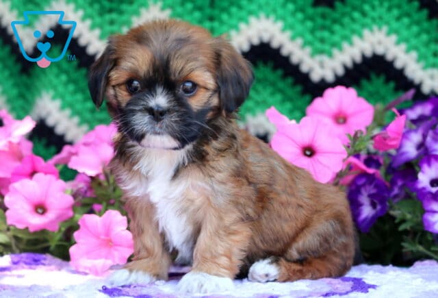 Adorable Cava Tzu puppy with a rich brown and black coat and white markings on the chest and paws, sitting beside vibrant pink and purple flowers with a green and black crochet backdrop. image