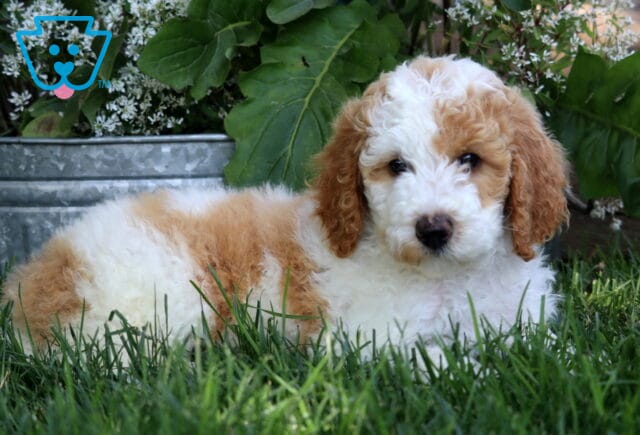 Adorable white and apricot Poodle puppy lying in green grass, with curly fur and a sweet face, set against a backdrop of leafy plants and white flowers in a metal planter. image