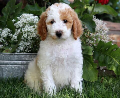 Fluffy white and apricot Poodle puppy sitting on green grass in front of a galvanized metal planter filled with white flowers and large leafy plants.