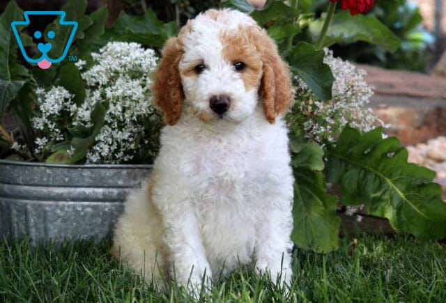 Fluffy white and apricot Poodle puppy sitting on green grass in front of a galvanized metal planter filled with white flowers and large leafy plants. image
