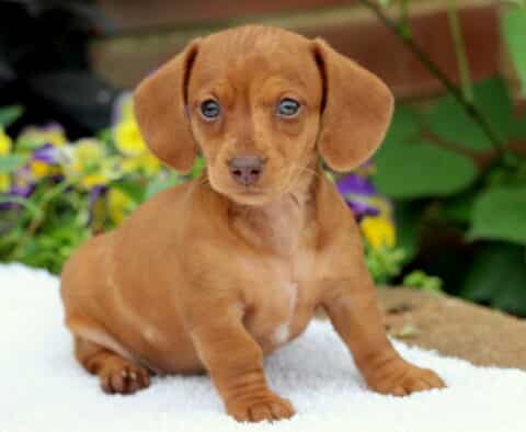 Mini Dachshund puppy with a smooth reddish coat sitting upright on a white blanket, looking alert with bright eyes and floppy ears, surrounded by green leaves and colorful flowers.