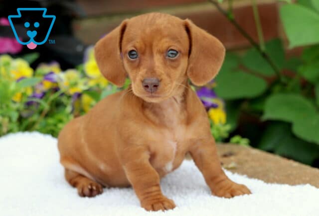 Mini Dachshund puppy with a smooth reddish coat sitting upright on a white blanket, looking alert with bright eyes and floppy ears, surrounded by green leaves and colorful flowers. image
