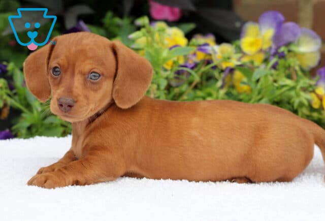 Mini Dachshund puppy with a smooth, solid reddish-brown coat lying on a white blanket, glancing to the side with a curious expression and colorful flowers in the background. image