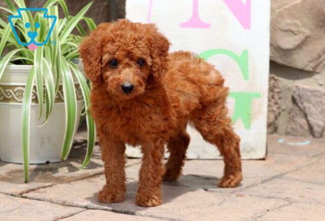 Red Cockapoo puppy standing on a patio in front of a white sign with colorful letters, next to a potted spider plant, looking alert and curious. image