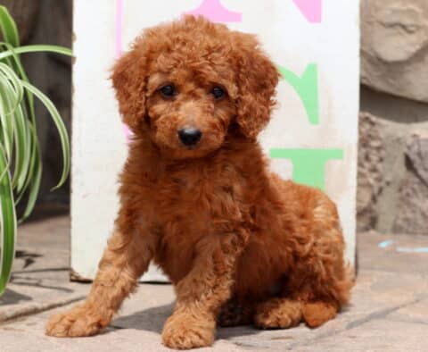 Adorable red Cockapoo puppy with curly fur sitting on a stone patio, looking sweetly at the camera. A potted plant and a colorful sign are visible in the background.
