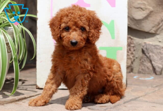 Adorable red Cockapoo puppy with curly fur sitting on a stone patio, looking sweetly at the camera. A potted plant and a colorful sign are visible in the background. image