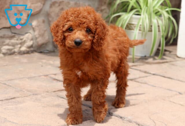 Red Cockapoo puppy standing confidently on a patio with a green potted plant in the background, showing off its soft curls and white chest patch. image
