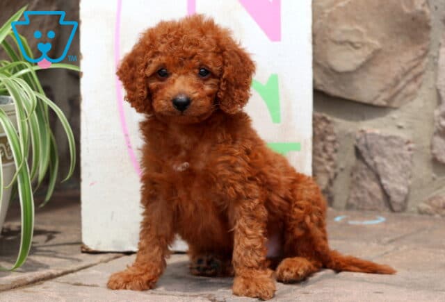 Cute red Cockapoo puppy sitting on a stone patio with a white patch on its chest, in front of a sign and a green spider plant. image