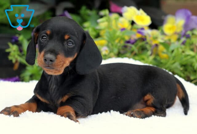 Mini Dachshund puppy with a sleek black and tan coat lying on a white blanket, looking up with gentle eyes and surrounded by a backdrop of vibrant yellow and purple flowers. image