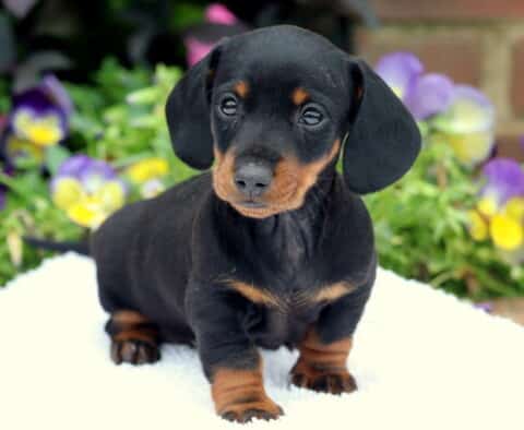 Mini Dachshund puppy with a shiny black and tan coat sitting upright on a white blanket, looking attentively forward with colorful pansies and green foliage in the background.