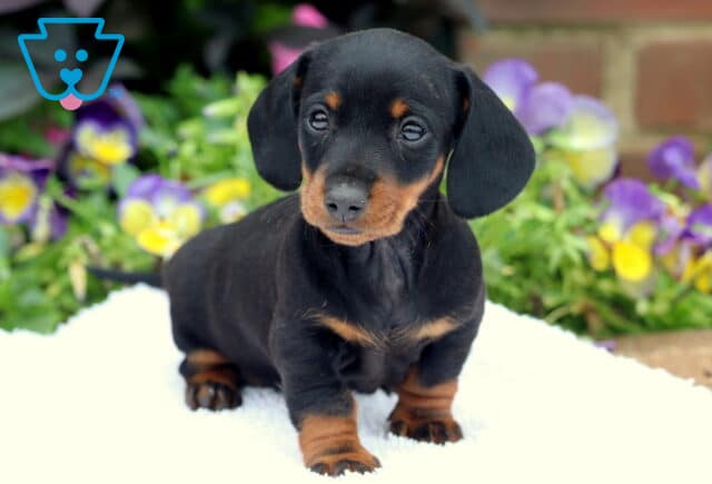Mini Dachshund puppy with a shiny black and tan coat sitting upright on a white blanket, looking attentively forward with colorful pansies and green foliage in the background. image