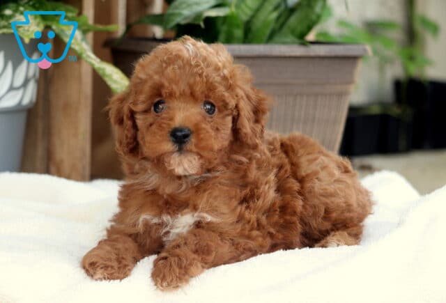 Sweet red Toy Poodle puppy with a white chest patch lying on a white blanket, gazing forward with bright eyes and potted plants in the background. image
