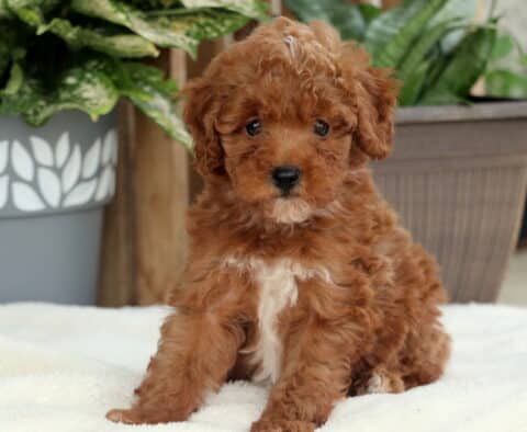 Joey Toy Poodle2