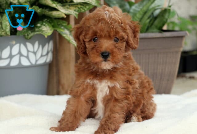 Adorable red Toy Poodle puppy with a white chest patch sitting on a cozy white blanket, looking sweetly at the camera with potted plants in the background. image