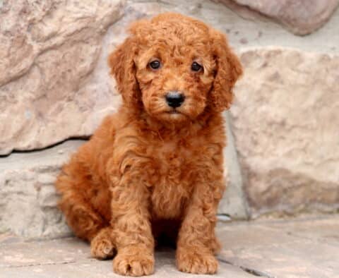 Adorable red Cockapoo puppy with curly fur sitting against a stone wall, gazing sweetly at the camera.