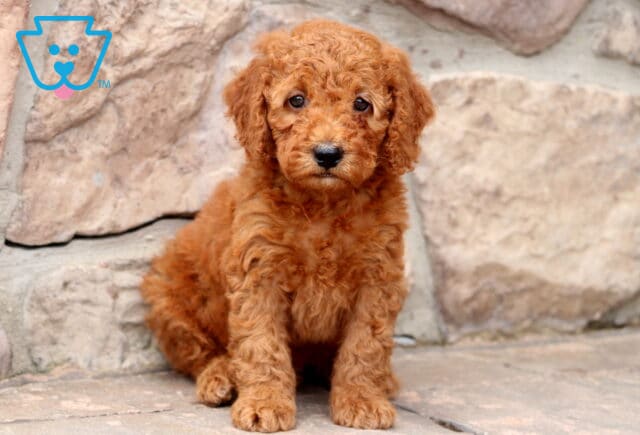 Adorable red Cockapoo puppy with curly fur sitting against a stone wall, gazing sweetly at the camera. image