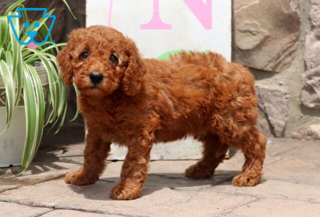 Fluffy red Cockapoo puppy standing on a stone patio near a potted plant, looking up with bright, curious eyes. image