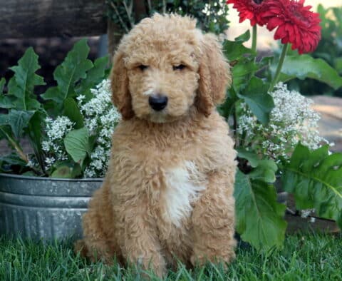 Curly apricot Poodle puppy with a white chest patch sitting on grass in front of a metal planter filled with green leaves, white blooms, and bright red flowers.