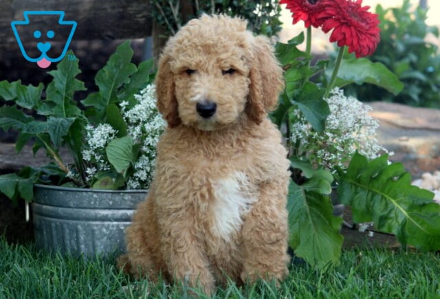 Curly apricot Poodle puppy with a white chest patch sitting on grass in front of a metal planter filled with green leaves, white blooms, and bright red flowers. image