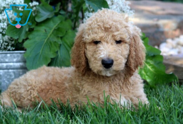 Light apricot Poodle puppy lying on green grass with a calm expression, next to a galvanized planter surrounded by leafy greenery and white flowers. image