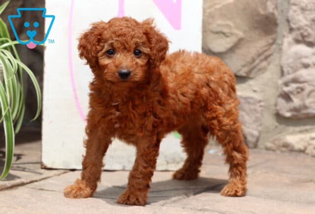 Curly red Cockapoo puppy standing on a stone patio with alert eyes, beside a green plant and in front of a stone wall and colorful background sign. image