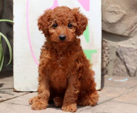 Charming red Cockapoo puppy with soft curls sitting on a patio, looking directly at the camera, with a green spider plant and colorful background behind.
