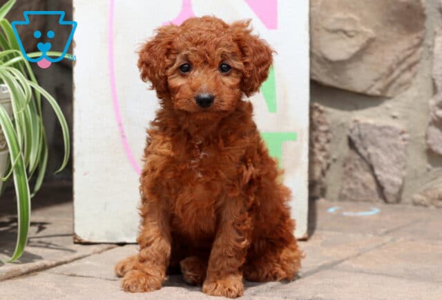 Charming red Cockapoo puppy with soft curls sitting on a patio, looking directly at the camera, with a green spider plant and colorful background behind. image