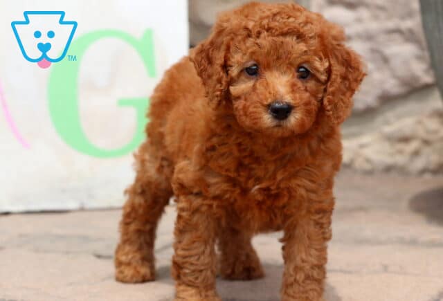 Fluffy red Cockapoo puppy standing on a stone surface with a curious expression, colorful sign and stone wall in the background. image