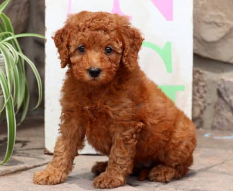Sweet red Cockapoo puppy with soft, curly fur sitting calmly on a patio next to a green spider plant, with a colorful sign and stone wall in the background.
