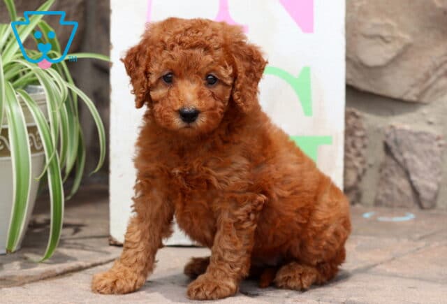 Sweet red Cockapoo puppy with soft, curly fur sitting calmly on a patio next to a green spider plant, with a colorful sign and stone wall in the background. image