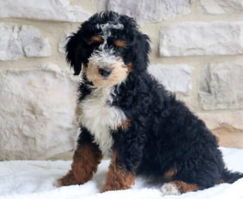 Joy Mini Bernedoodle