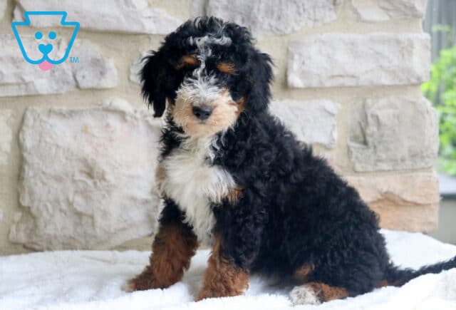Joy Mini Bernedoodle image