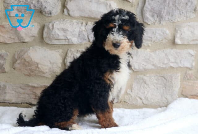 Joy Mini Bernedoodle2 image