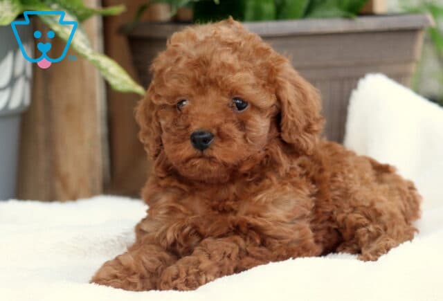 Curly red Toy Poodle puppy resting on a white blanket with front paws crossed, looking content with potted greenery in the background. image