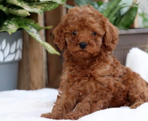 Joy Toy Poodle2