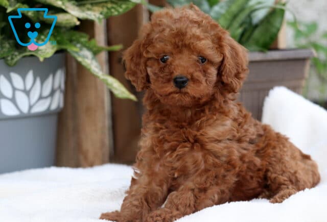 Cute red Toy Poodle puppy sitting upright on a white blanket, showing off its curly coat and bright eyes with leafy potted plants in the background. image
