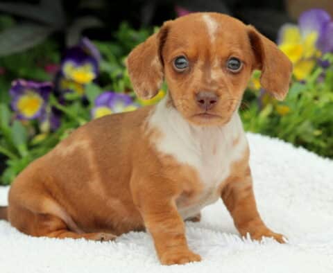 Mini Dachshund puppy with a reddish-brown and white dappled coat sitting on a white blanket in front of colorful flowers, looking directly at the camera with a sweet expression.