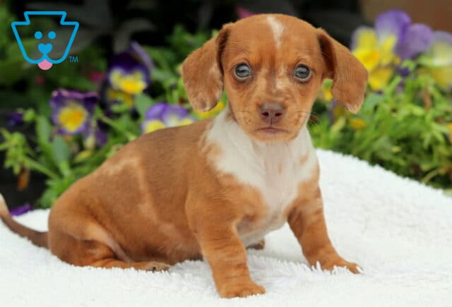 Mini Dachshund puppy with a reddish-brown and white dappled coat sitting on a white blanket in front of colorful flowers, looking directly at the camera with a sweet expression. image