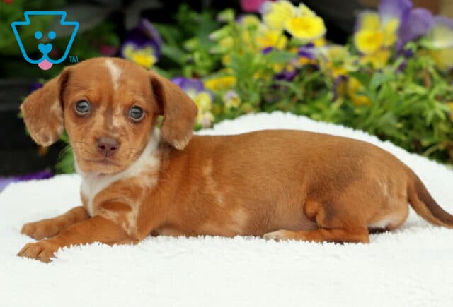 Mini Dachshund puppy with a reddish-brown and white dappled coat lying on a white blanket, gazing sweetly at the camera with soft flowers in the background. image