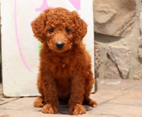 Sweet red Cockapoo puppy with tight curls sitting on a patio, posing in front of a stone wall and colorful sign.