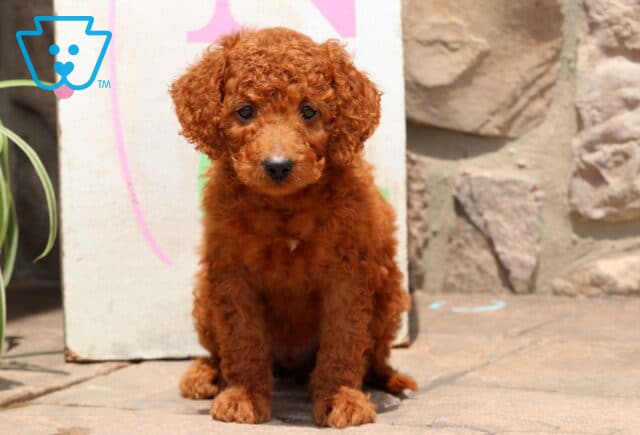 Sweet red Cockapoo puppy with tight curls sitting on a patio, posing in front of a stone wall and colorful sign. image